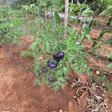 What Is Black Beauty Tomato